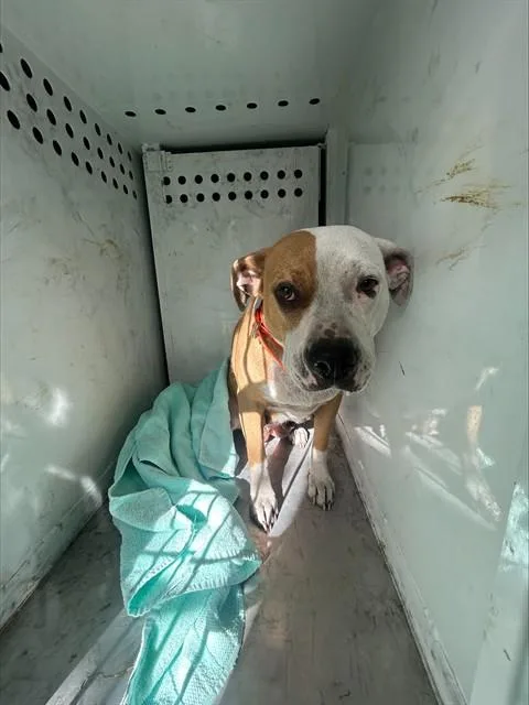 An adult medium-sized female Pit Bull Terrier dog named Quinn Treadway for adoption in Sacramento, CA