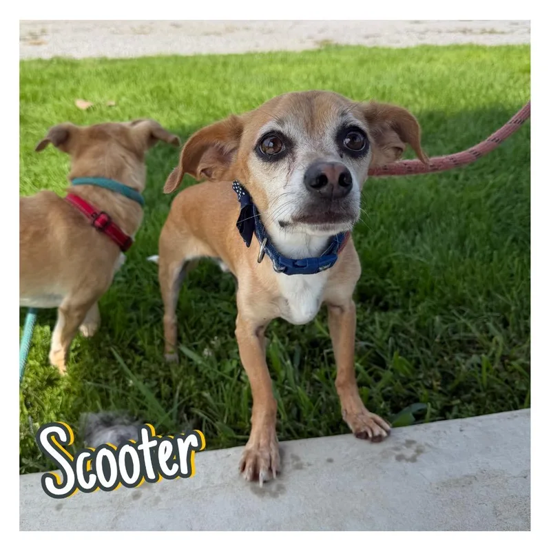 Scooter thumbnail 3
