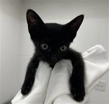 A baby small-sized female Domestic Short Hair cat named Baela for adoption in Fort Lauderdale, FL