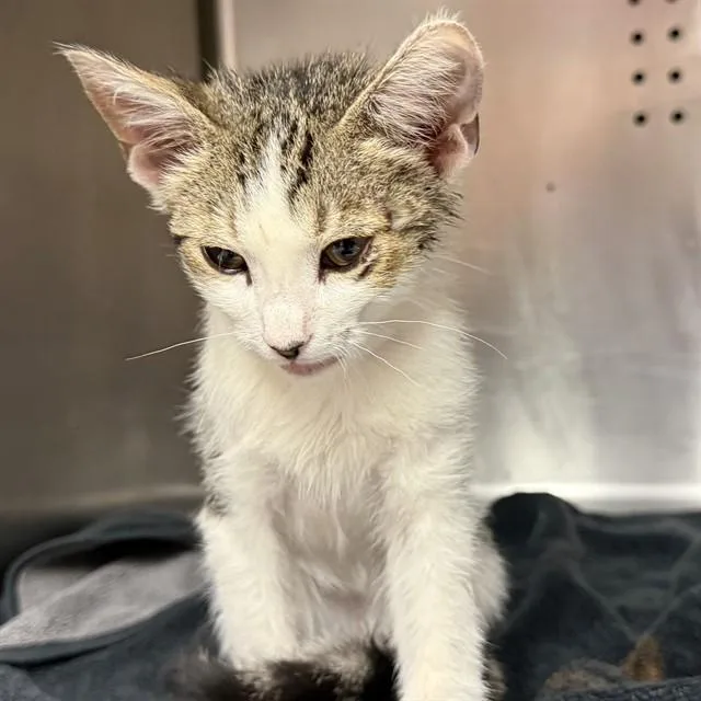 A baby small-sized male Domestic Short Hair cat named A for adoption in Rancho Cucamonga, CA