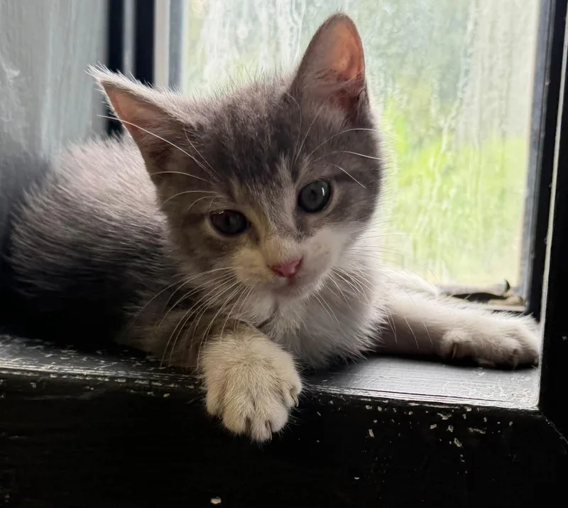 A young medium-sized female Tabby (Gray / Blue / Silver) Domestic Short Hair cat named Misty for adoption in Vicksburg, MS