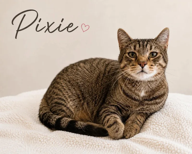 An adult medium-sized female Tabby (Brown / Chocolate) Domestic Short Hair cat named Pixie for adoption in Vinton, IA