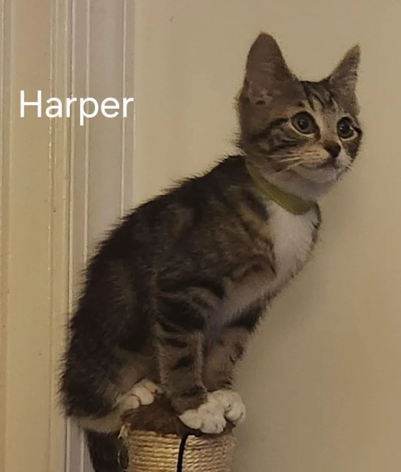 Fathers Day Harper