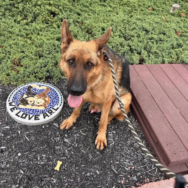 An adult large-sized male Sable German Shepherd Dog dog named John Deere for adoption in Birdsboro, PA