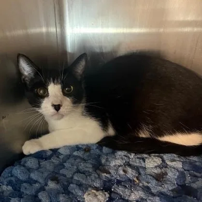 A baby small-sized male Black Domestic Short Hair cat named Razzmatazz for adoption in Antioch, CA