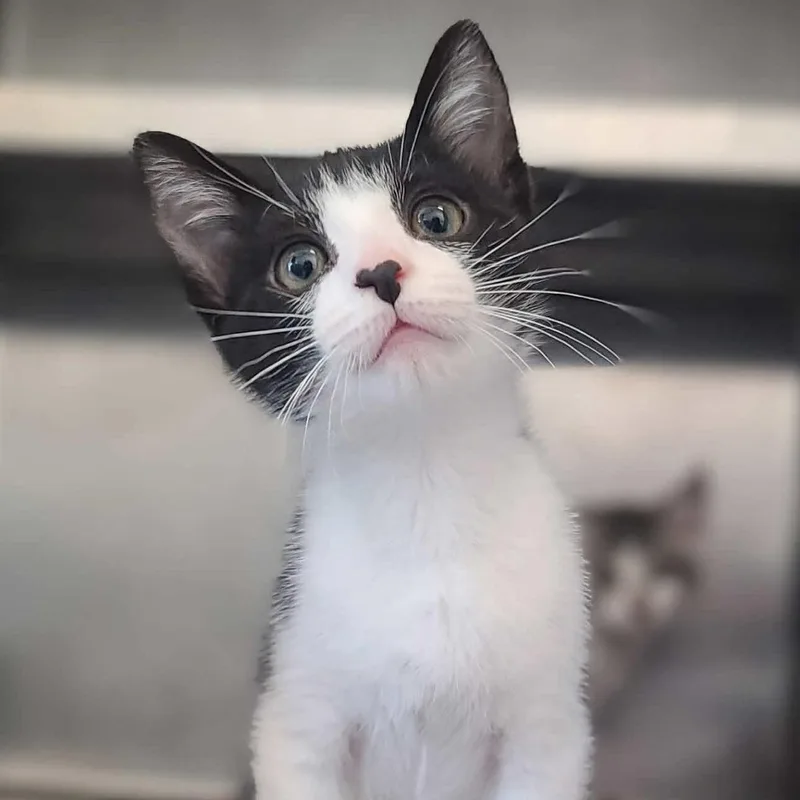 Razzmatazz thumbnail 2