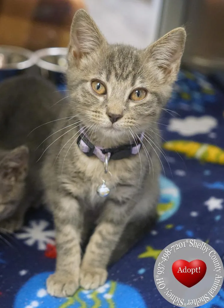 A baby small-sized female Domestic Short Hair cat named Mystique for adoption in Sidney, OH