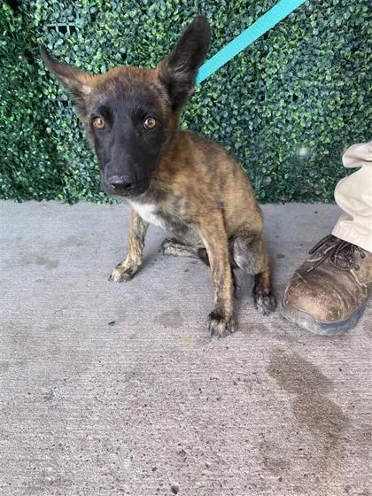 A baby medium-sized female Black Shepherd dog named Pup for adoption in El Paso, TX