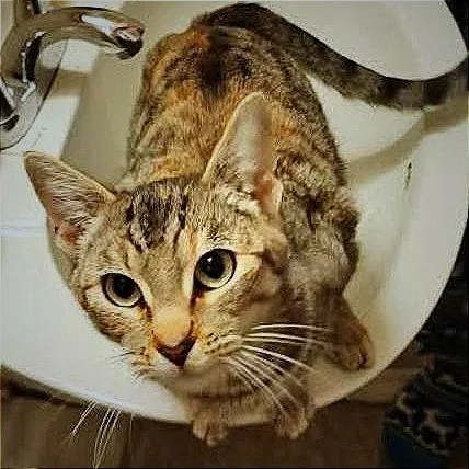 An adult medium-sized female Torbie Domestic Short Hair cat named Momcawber for adoption in Springfield, OR