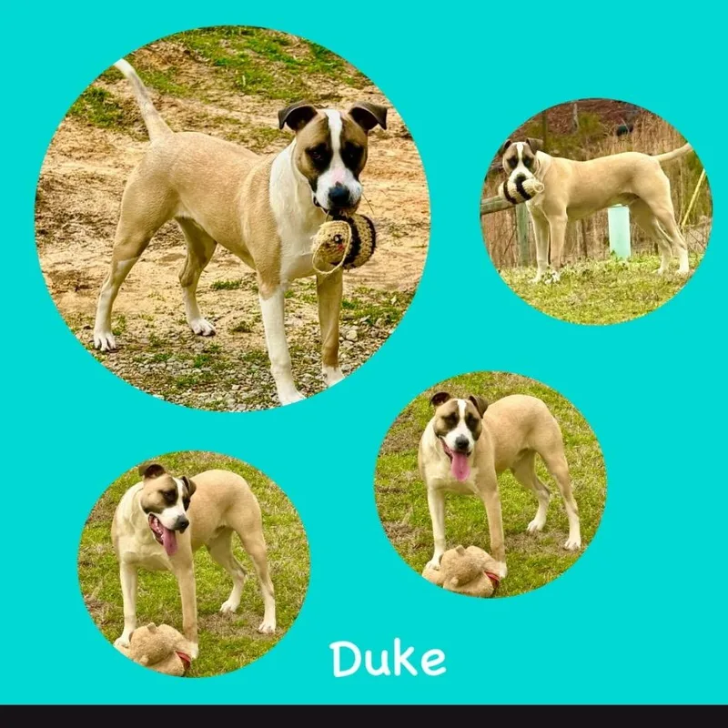 Duke thumbnail 3
