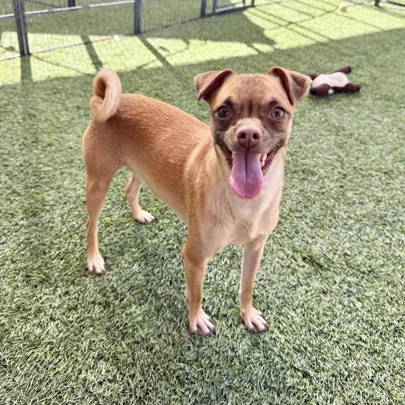 An adult small-sized female Yellow / Tan / Blond / Fawn Chihuahua dog named Mia for adoption in Agoura Hills, CA