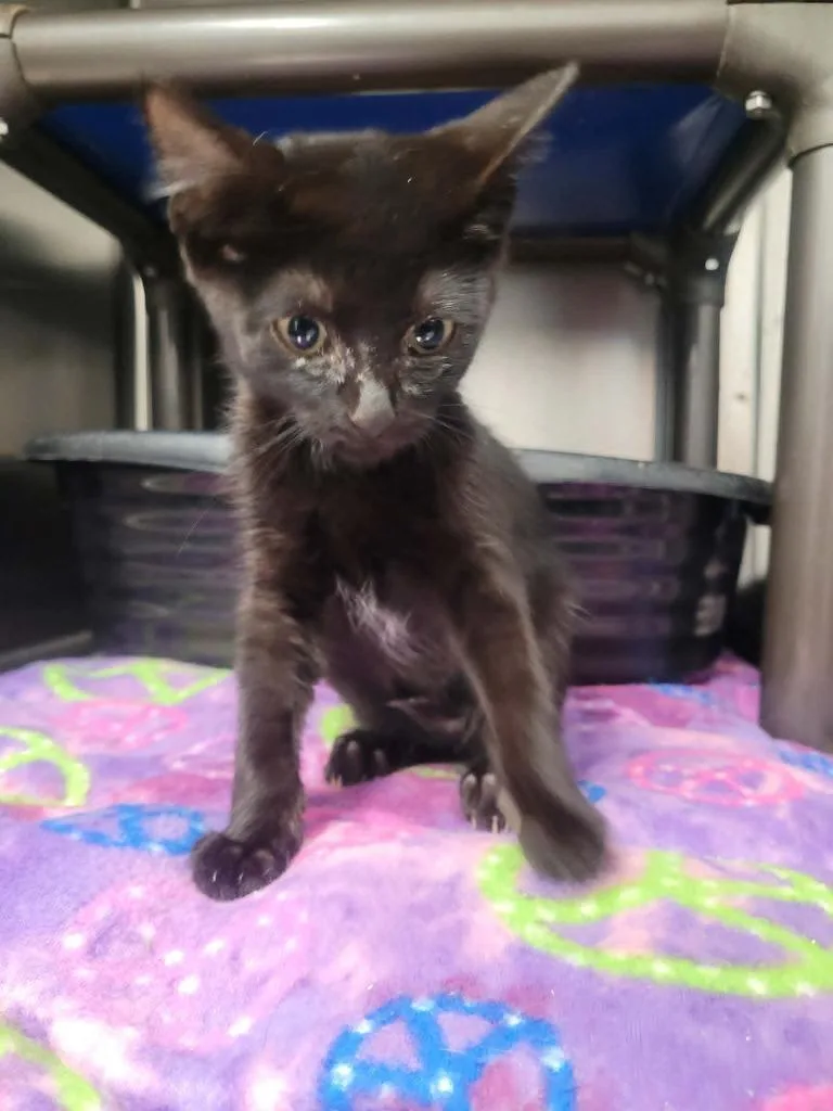 A baby small-sized male Domestic Short Hair cat named Synder for adoption in Republic, MO