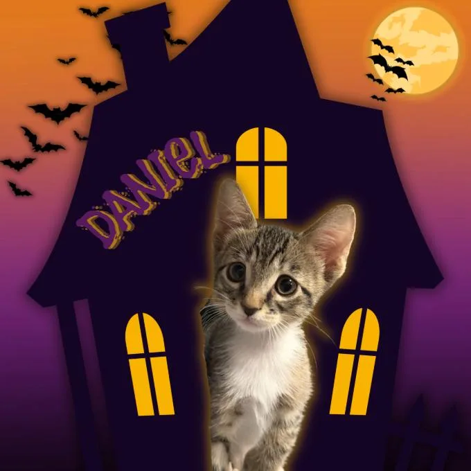 A baby small-sized male Brown / Chocolate Domestic Short Hair cat named Daniel for adoption in Tempe, AZ