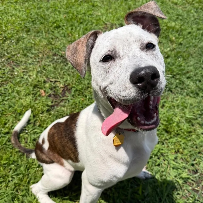 A young medium-sized male White / Cream Mixed Breed dog named NCR Snickers for adoption in Port Washington, NY