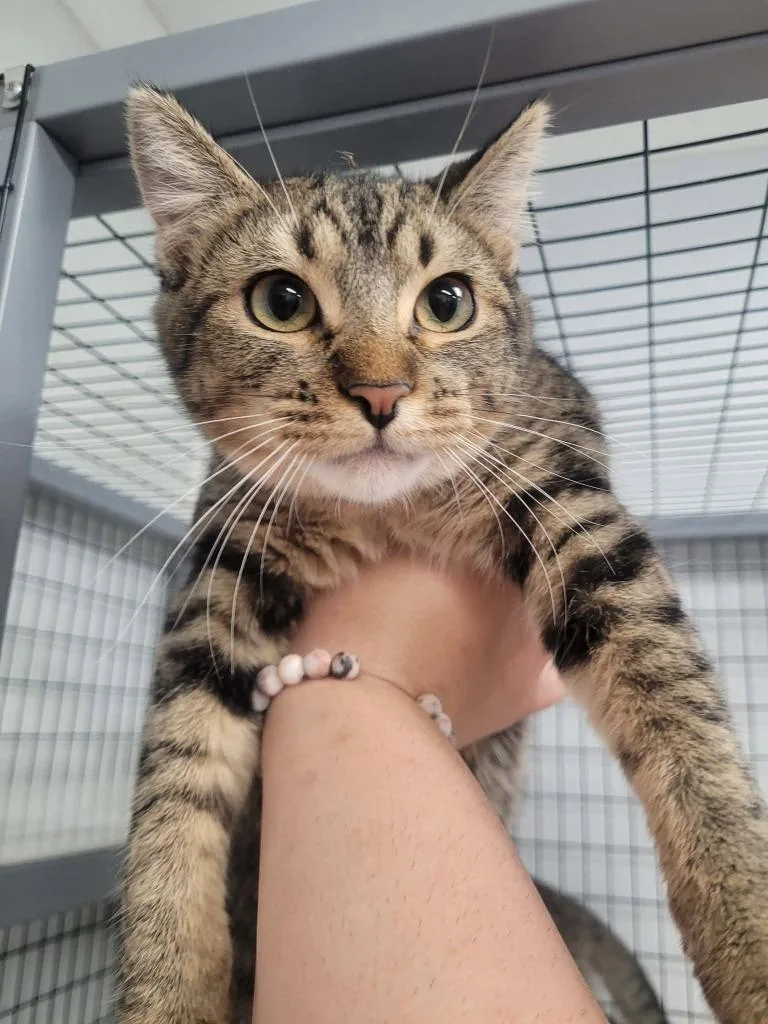 A baby medium-sized female Domestic Short Hair cat named Paper for adoption in Republic, MO