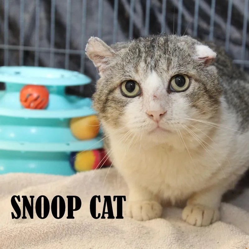 An adult large-sized male Brown / Chocolate Domestic Short Hair cat named Snoop Catt for adoption in Mooresville, NC