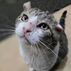Snoop Catt thumbnail 2