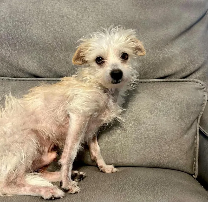 An adult small-sized male White / Cream Terrier dog named Tucker for adoption in Boulder, CO