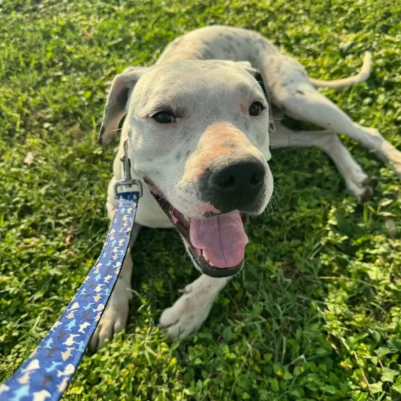 A young medium-sized male Mixed Breed dog named Rusty for adoption in PLAINFIELD, CT