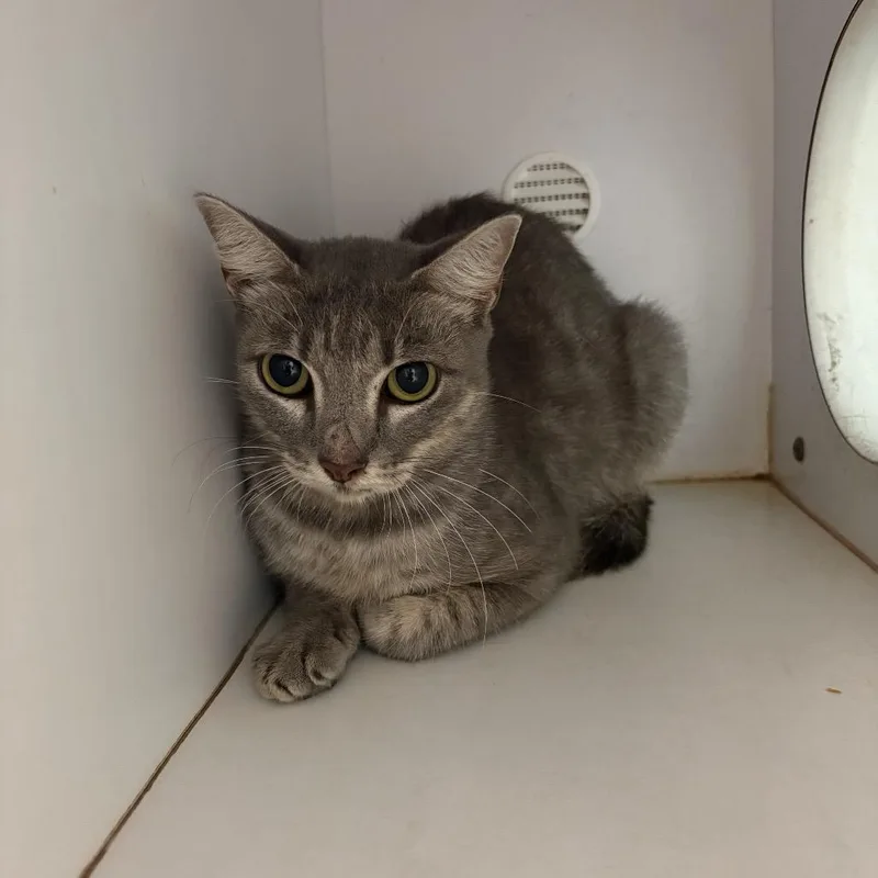 An adult medium-sized female Gray / Blue / Silver Domestic Short Hair cat named Hannah for adoption in Lake Jackson, TX