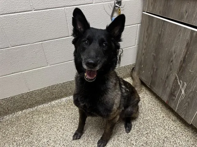 An adult large-sized female Belgian Shepherd / Malinois dog named Molly for adoption in Colorado Springs, CO