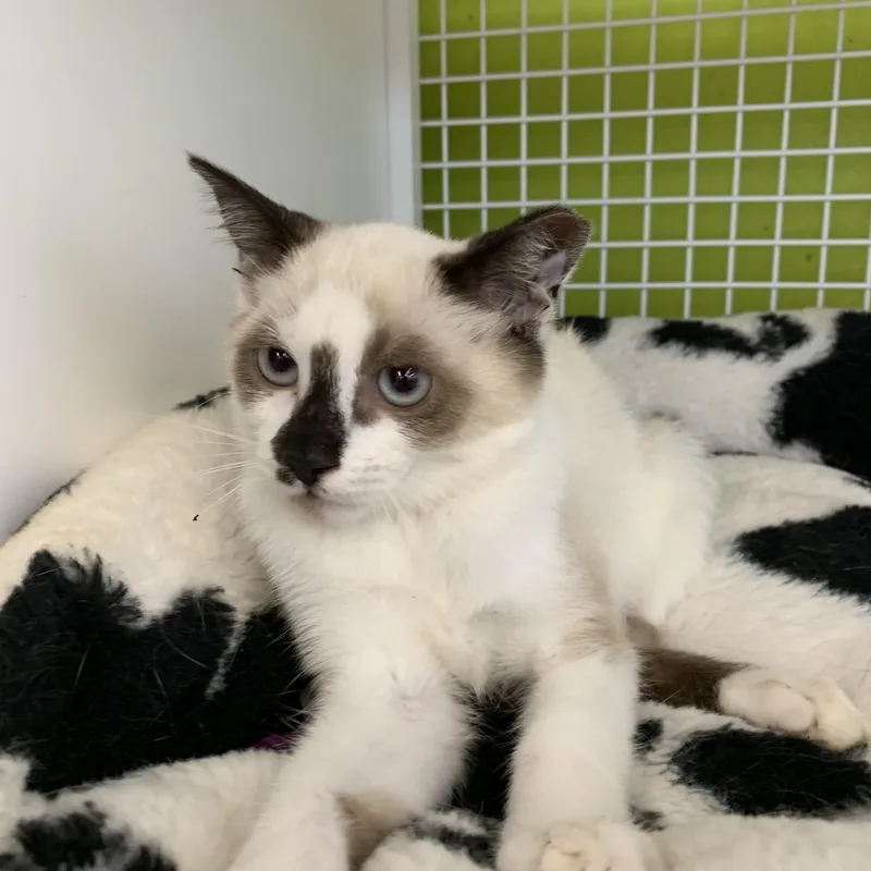 A baby medium-sized male Seal Point Domestic Short Hair cat named Calypso for adoption in Shelby Township, MI