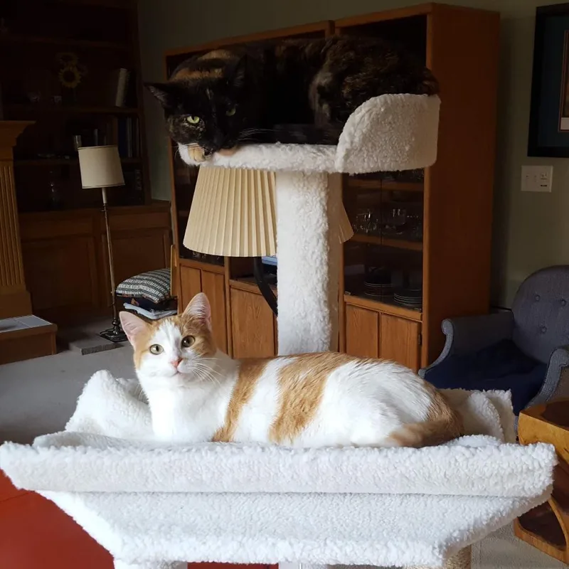 An adult small-sized female Domestic Short Hair cat named Sweetie for adoption in West Des Moines, IA