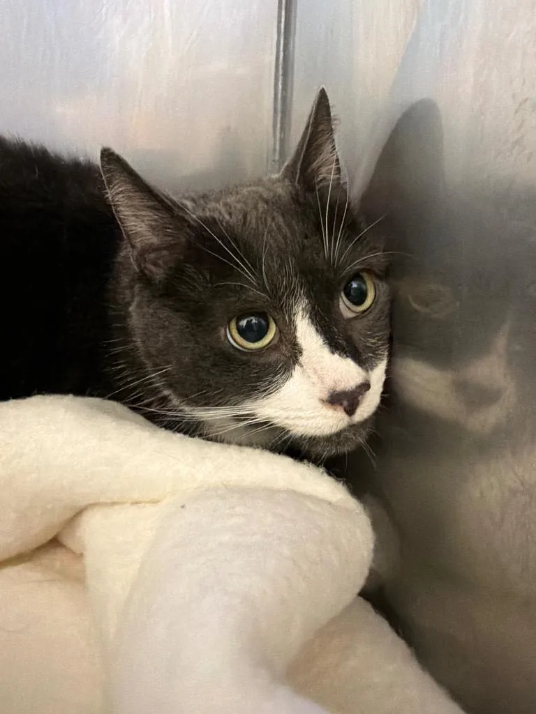 An adult medium-sized male Domestic Short Hair cat named Smokey for adoption in Pomona, NY
