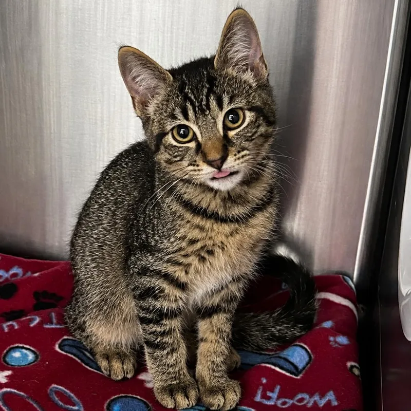 A baby small-sized male Brown / Chocolate Domestic Short Hair cat named Tin Man for adoption in Spruce Pine, NC
