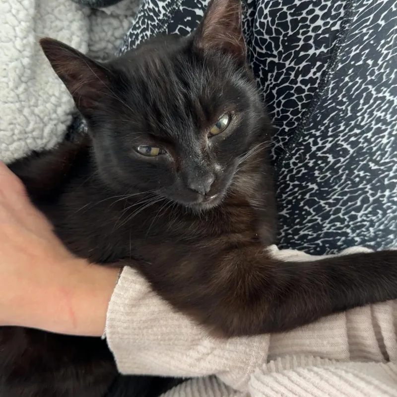 A young medium-sized male Black Domestic Short Hair cat named Toby for adoption in Albany, NY
