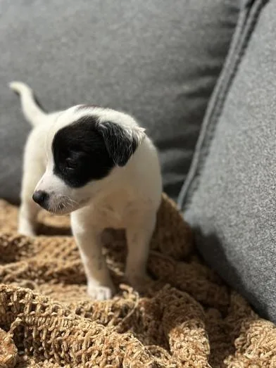 A baby medium-sized female Black Australian Cattle Dog / Blue Heeler dog named Brew for adoption in Liverpool, TX