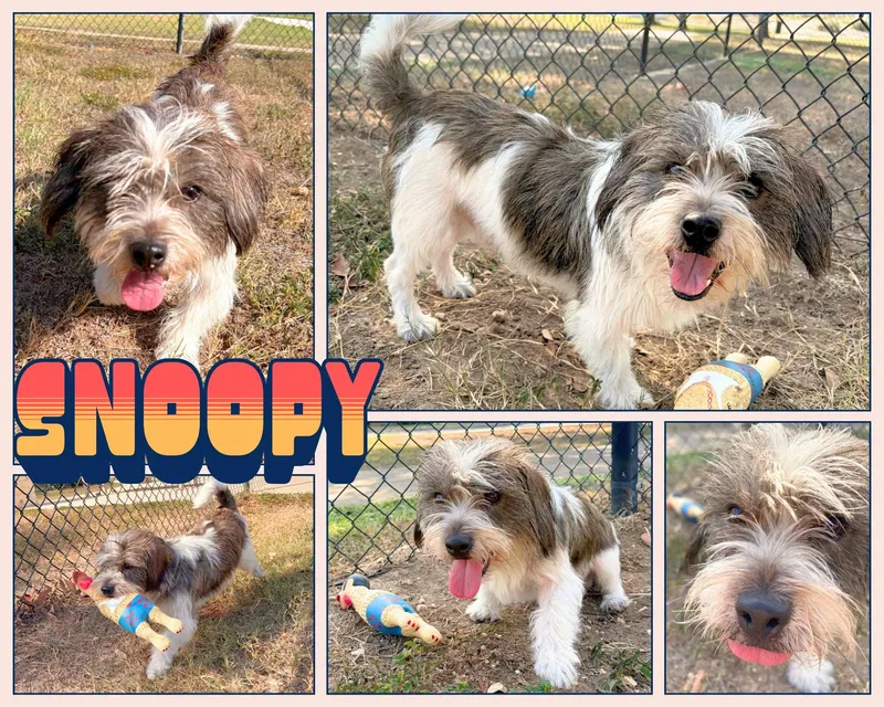 An adult small-sized male Shih Tzu dog named Snoopy for adoption in Universal City, TX