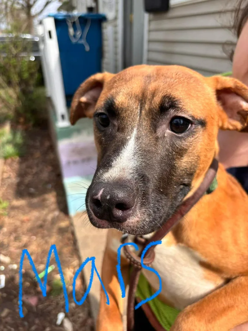 A young medium-sized male White / Cream Pit Bull Terrier dog named Mars for adoption in Springfield, IL
