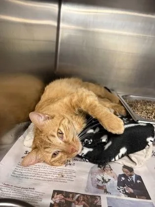 An adult medium-sized male Domestic Short Hair cat named Starr for adoption in Lowell, MA