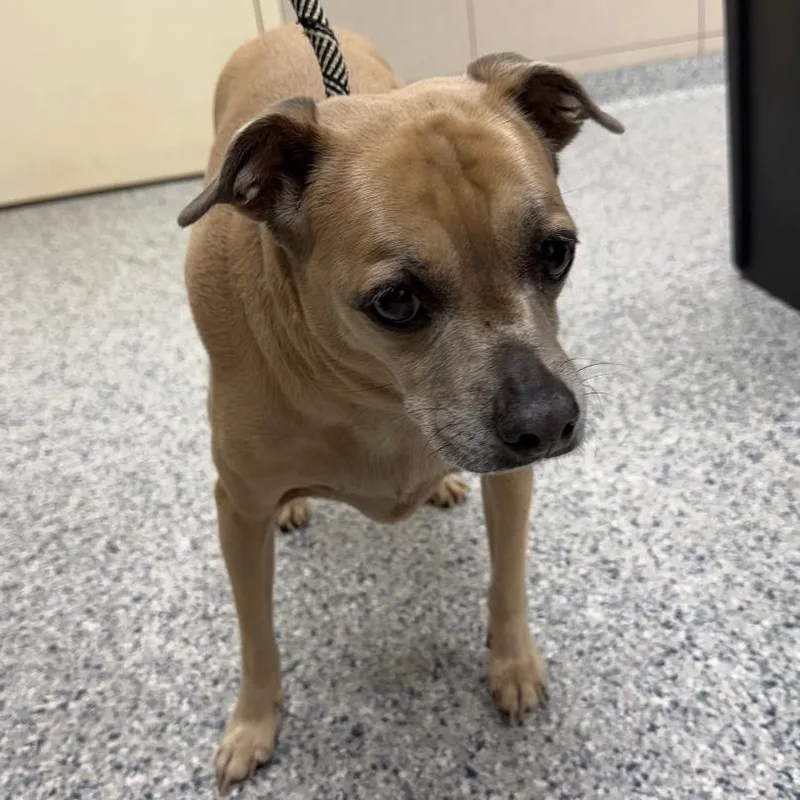 A senior medium-sized female Yellow / Tan / Blond / Fawn Mixed Breed dog named Chipa for adoption in Chicago, IL