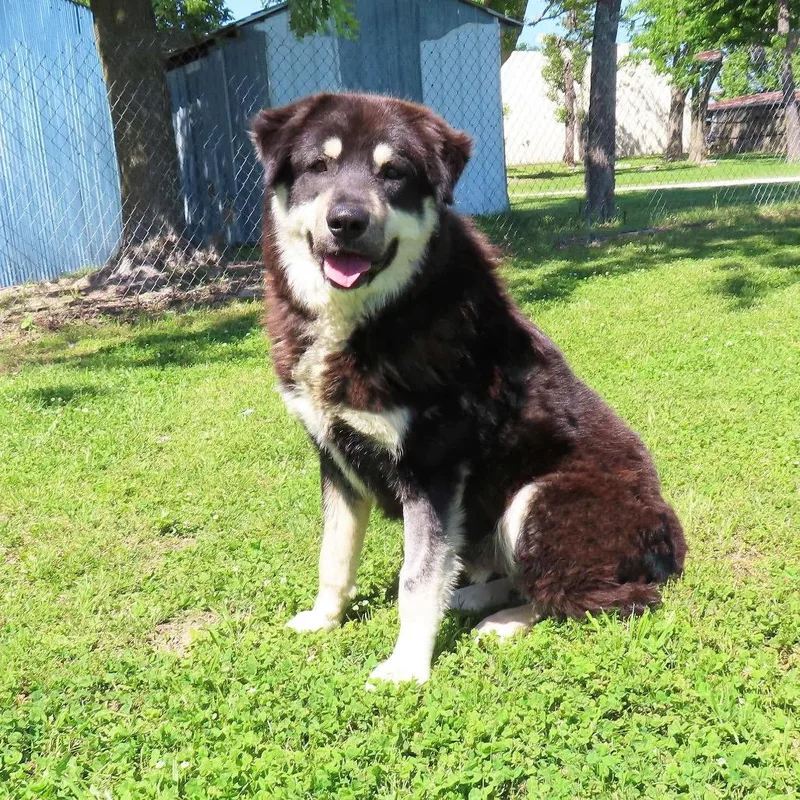 A young large-sized male Black Newfoundland Dog dog named Klondike for adoption in Wadena, MN