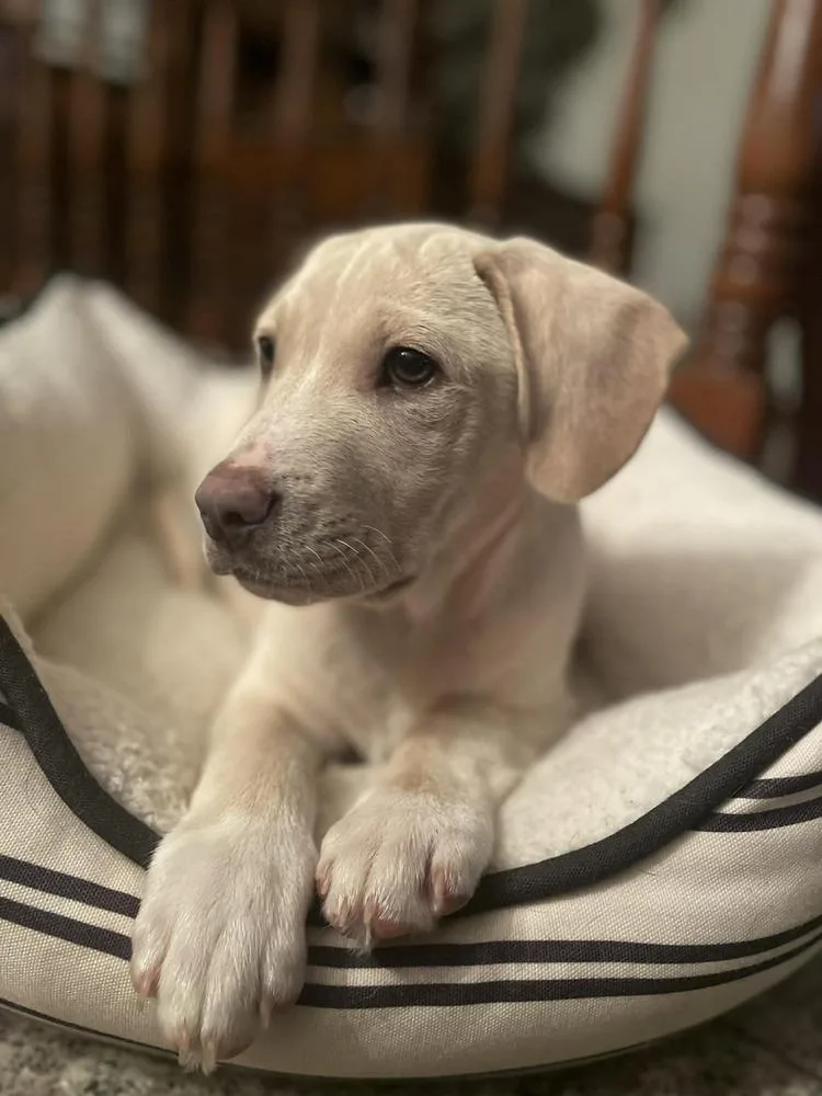 A baby small-sized male White / Cream Labrador Retriever dog named Dahlin for adoption in Amherst, NY