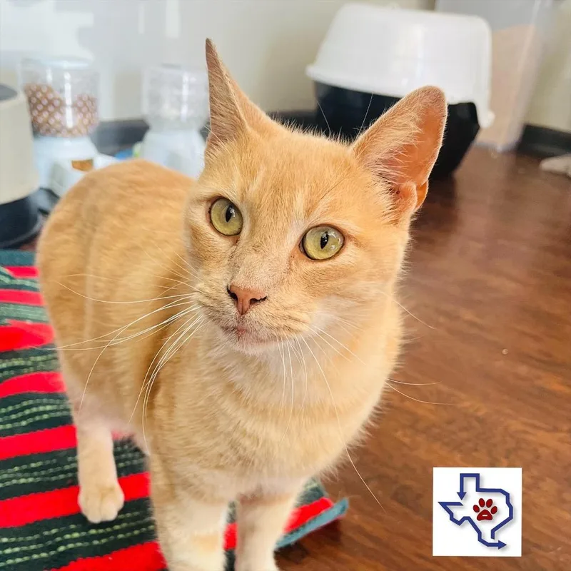 An adult medium-sized male Domestic Short Hair cat named Firecracker for adoption in Houston, TX