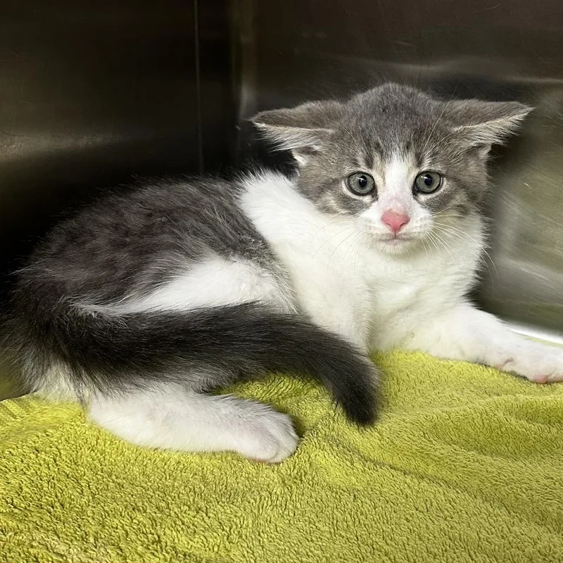 A baby small-sized male Gray / Blue / Silver Domestic Short Hair cat named Emerald for adoption in Warrensburg, MO