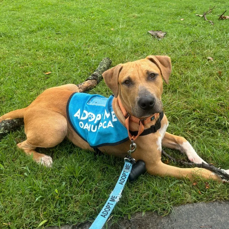 A young small-sized male Brown / Chocolate Mixed Breed dog named Barkley for adoption in Wahiawa, HI