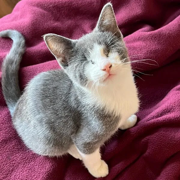 A baby small-sized male Domestic Short Hair cat named Pooh  Bonded Buddy for adoption in Des Moines, IA