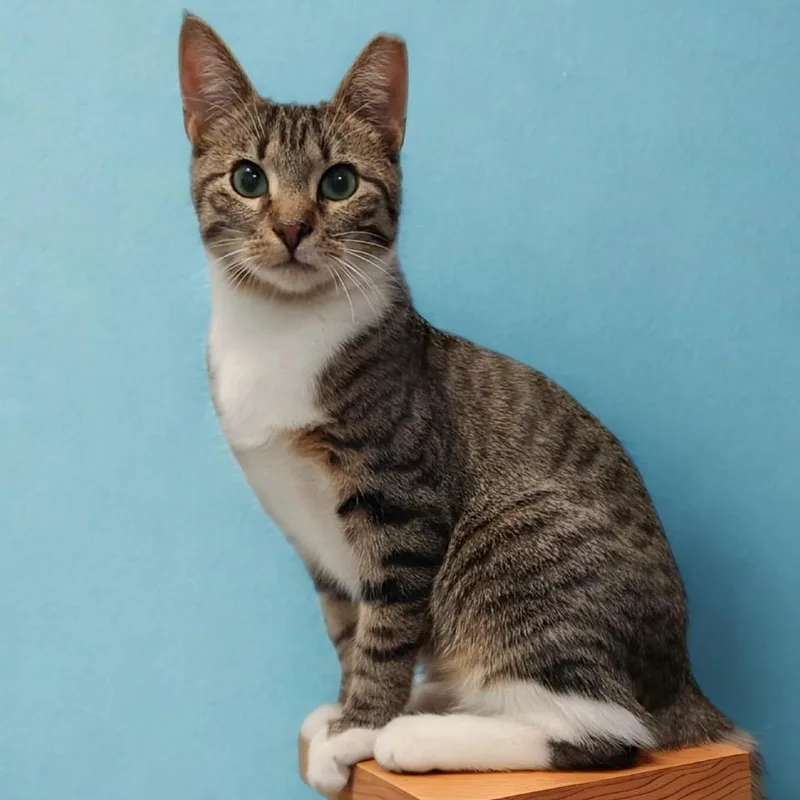 A young small-sized male Brown / Chocolate Domestic Short Hair cat named Willy for adoption in Oceanside, NY