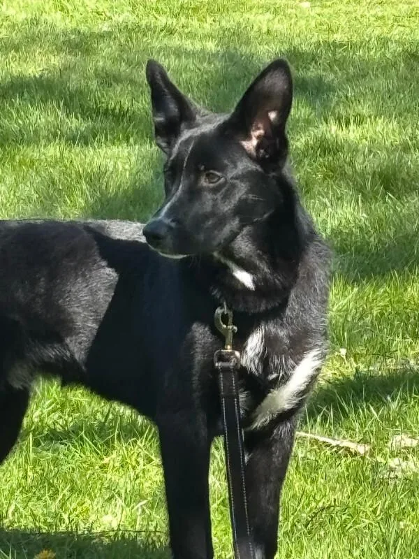 Archer