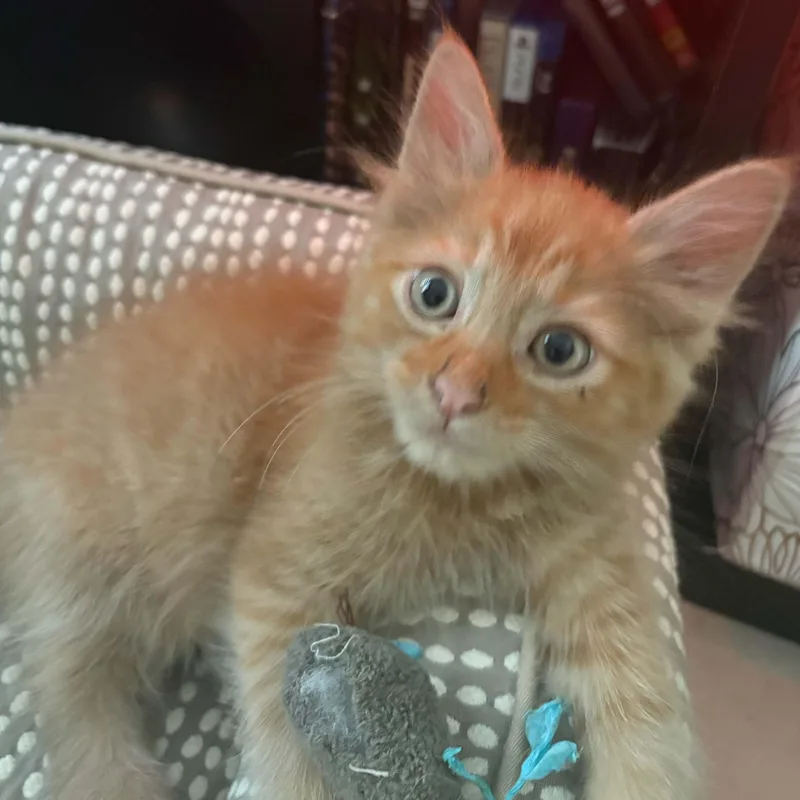 A baby small-sized male Orange / Red Domestic Medium Hair cat named Little Fluff for adoption in Antioch, CA