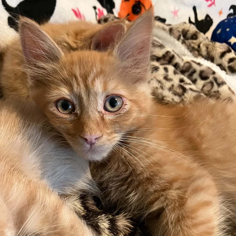 Little Fluff thumbnail 2