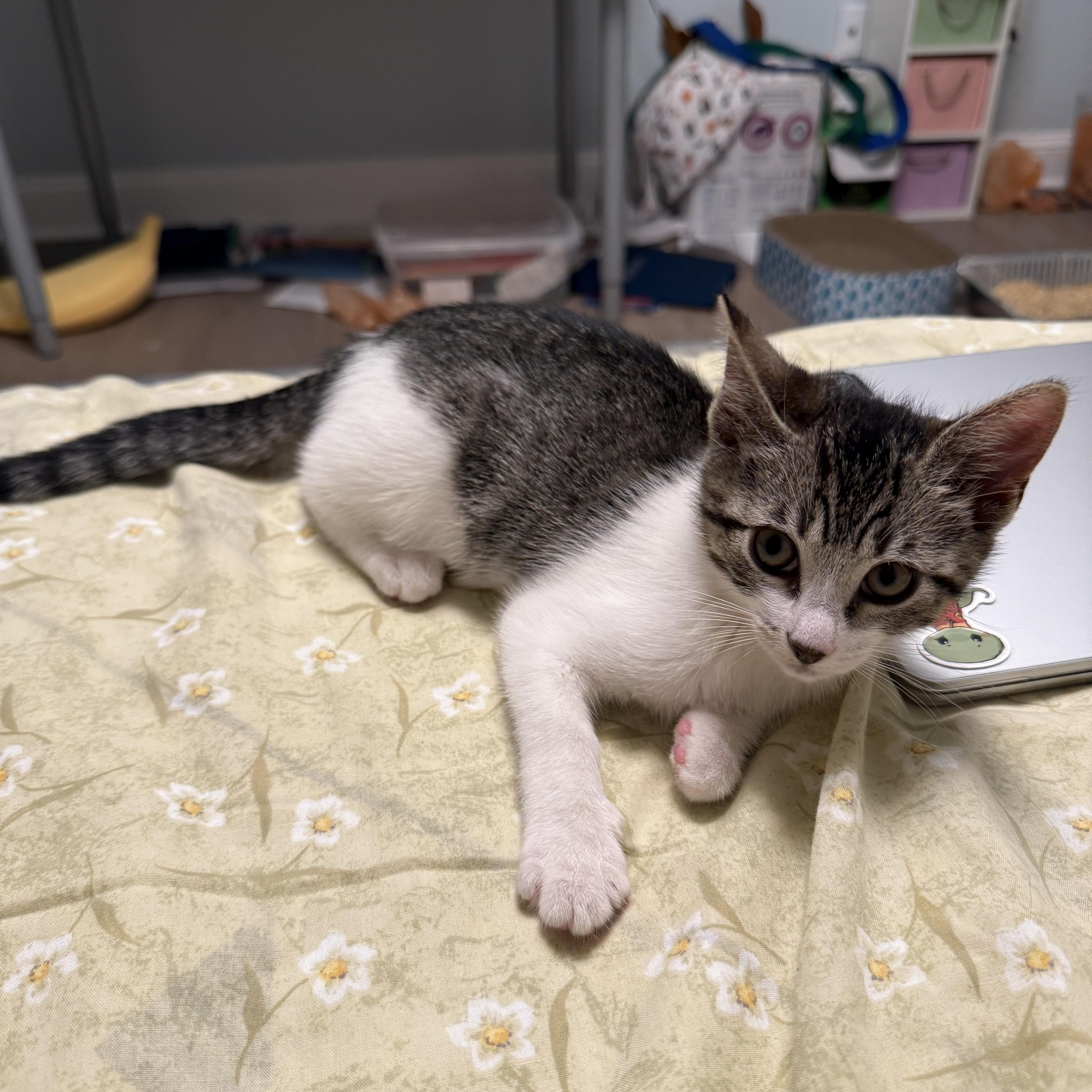 A baby small-sized female American Shorthair cat named Echo for adoption in Highland Park, NJ