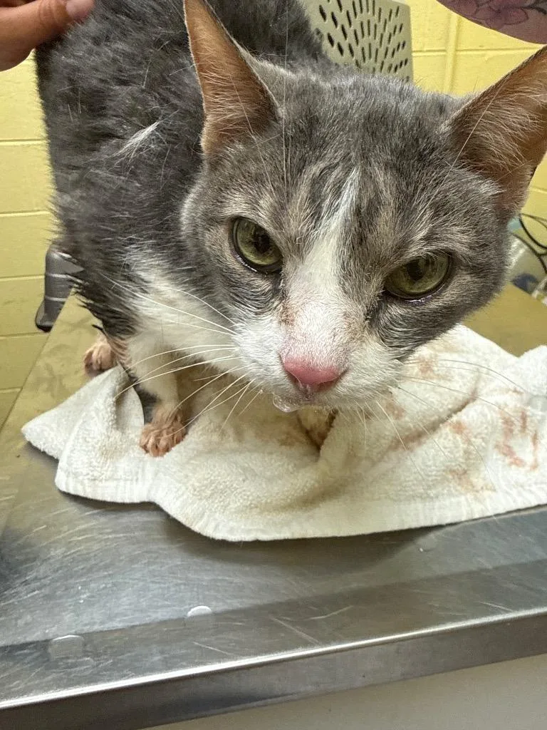 A senior small-sized male Domestic Short Hair cat named Charley for adoption in Crossville, TN