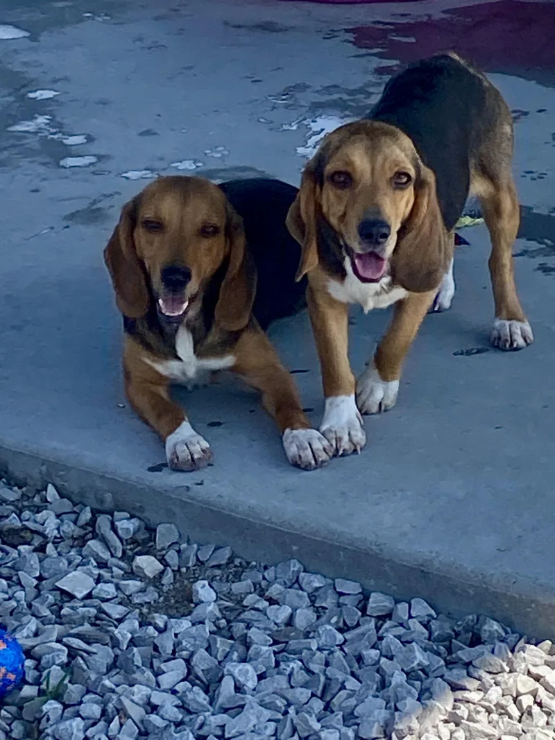 A young small-sized female Black Beagle dog named Laverne & Shirley for adoption in Hartford, KY