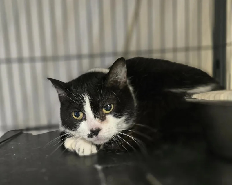 An adult large-sized female Domestic Short Hair cat named Moxie for adoption in Dickson, TN