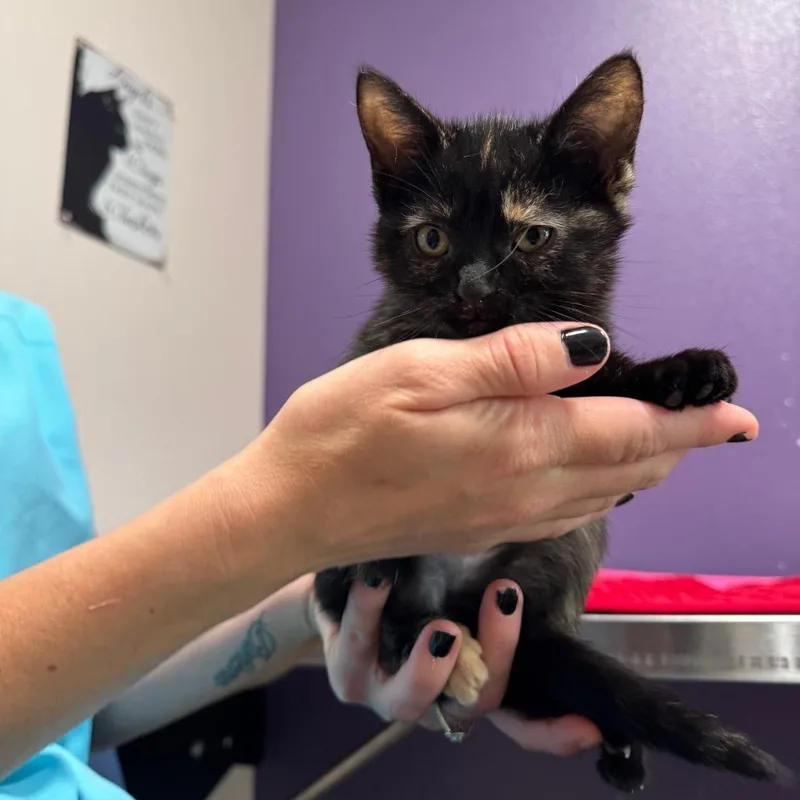 A baby small-sized female Tortoiseshell Domestic Short Hair cat named Ava for adoption in Englewood, FL
